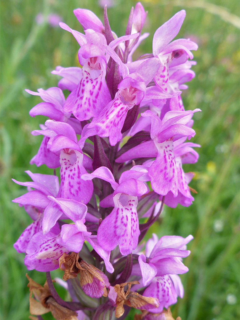 Clustered flowers