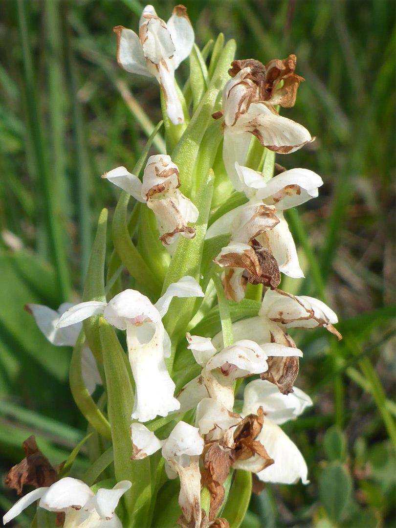 White flowers