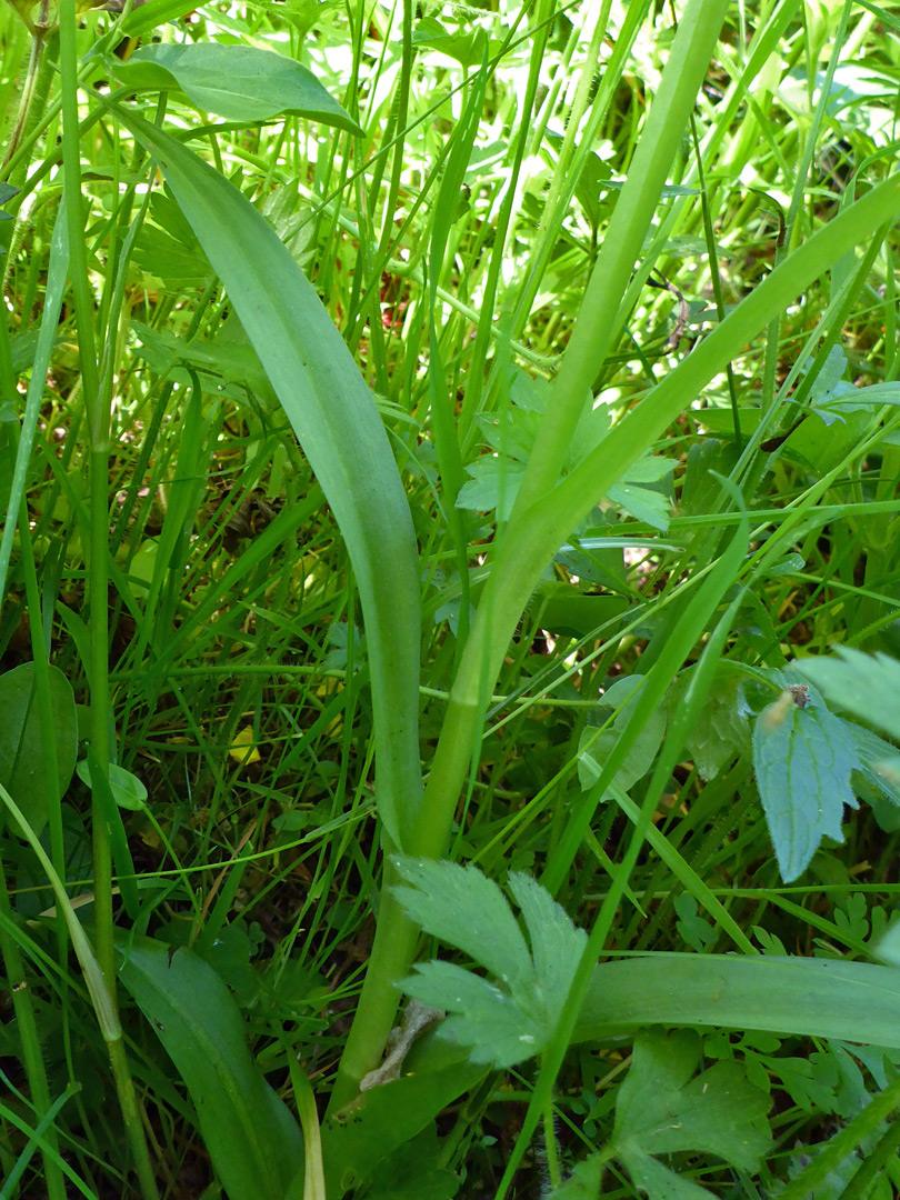 Narrow leaves