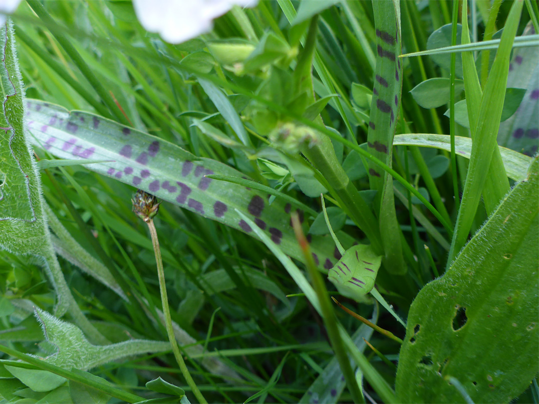 Large leaf spots