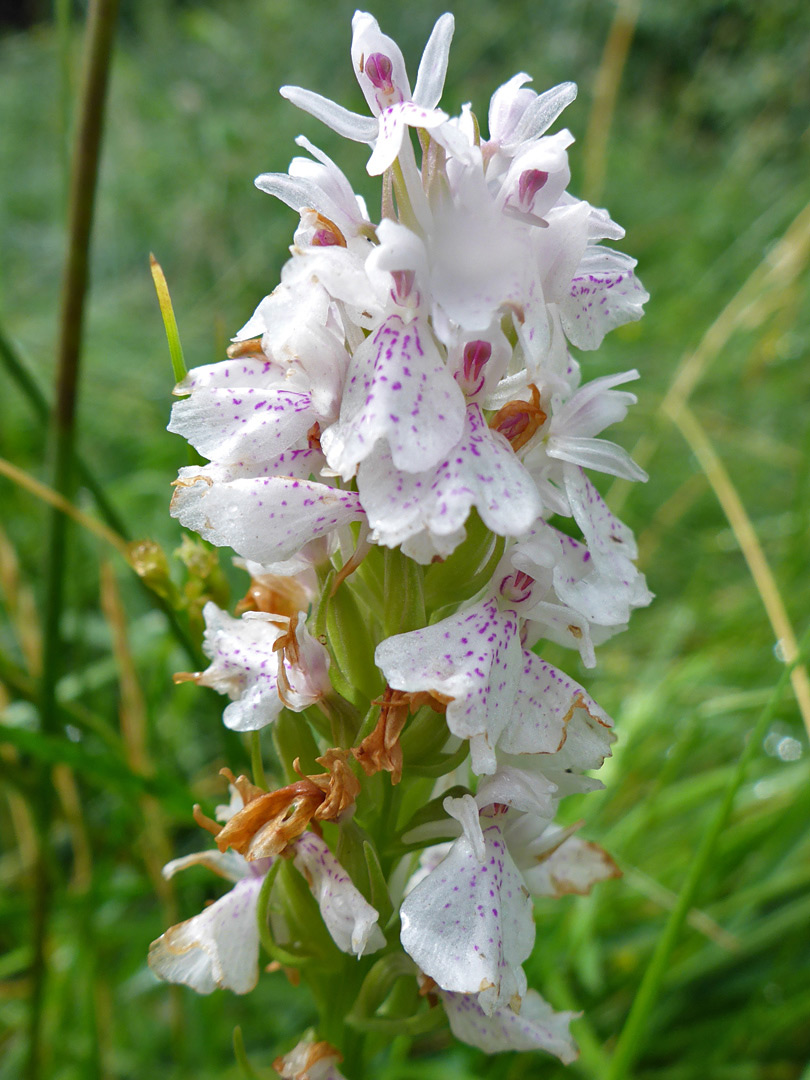 White flowers