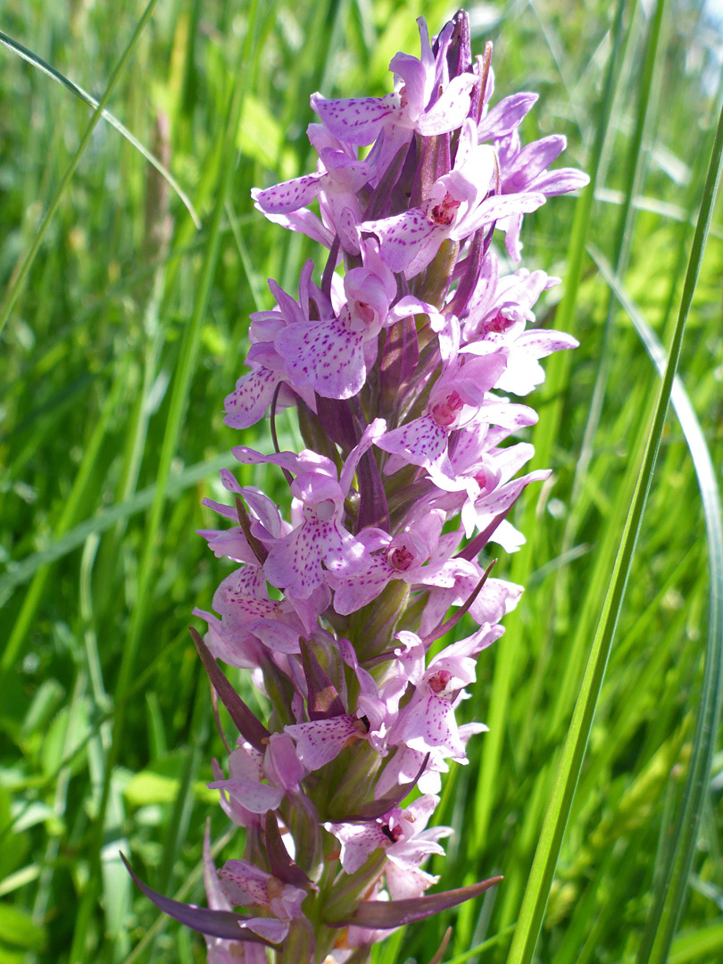 Narrow flowers