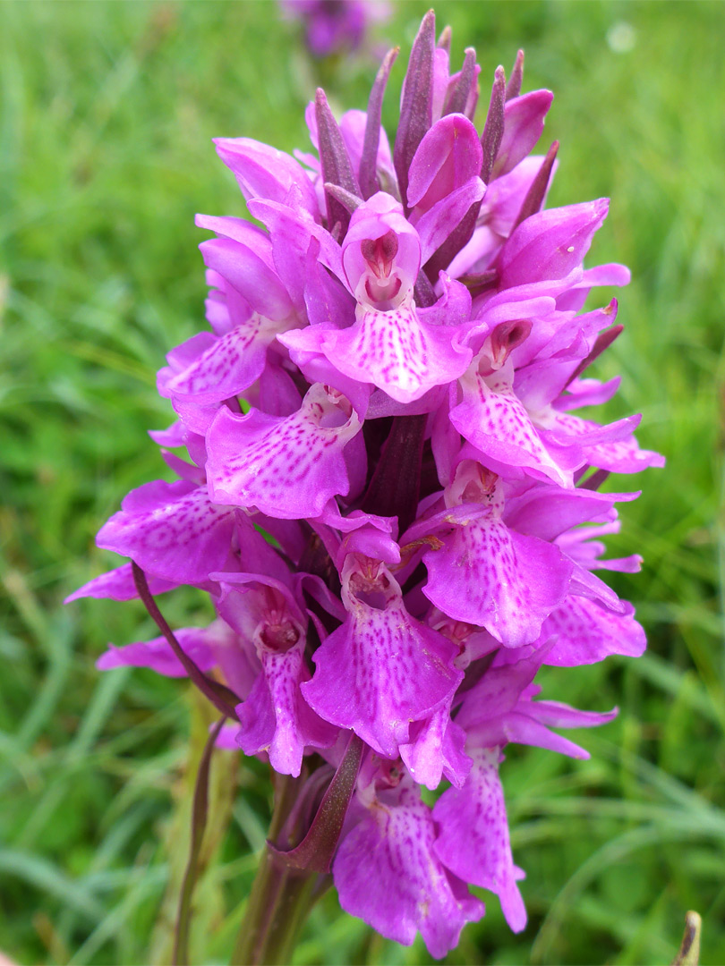 Southern marsh orchid