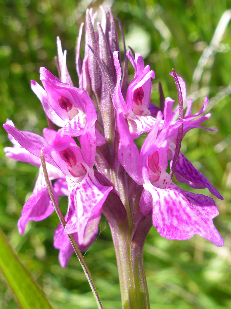 Southern marsh orchid