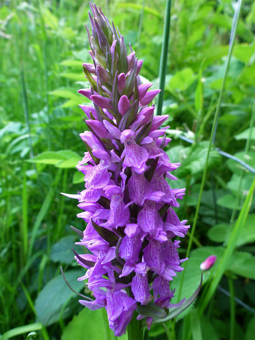 Dense inflorescence