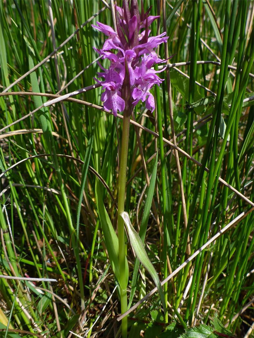 Leaves and flowers