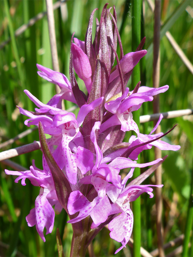 Bracts and flowers