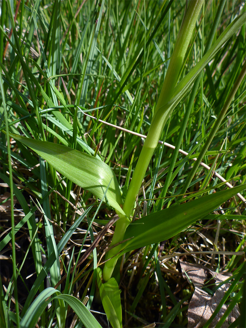 Narrow leaves