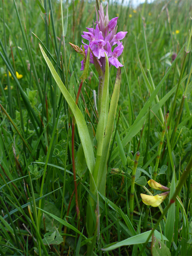 Flowers and leaves