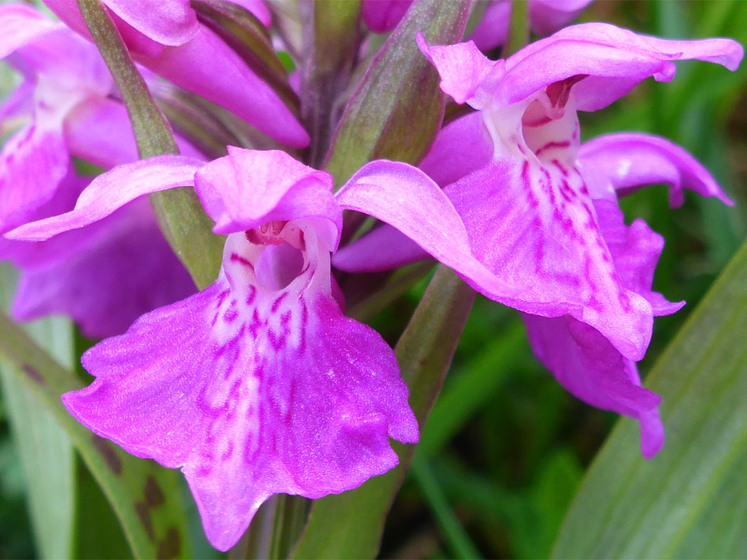 Pink and white flowers