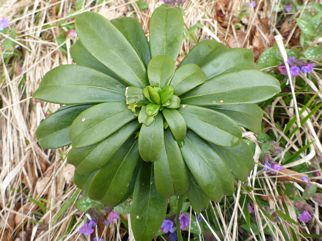 Hairless leaves