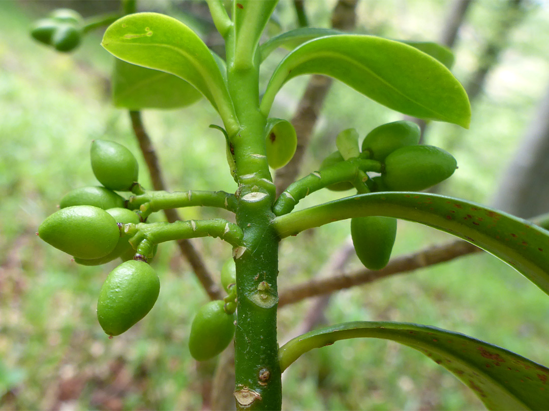 Green fruit