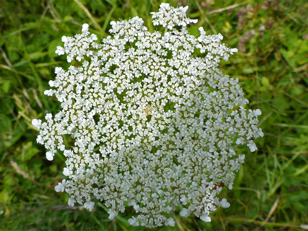 Wild carrot