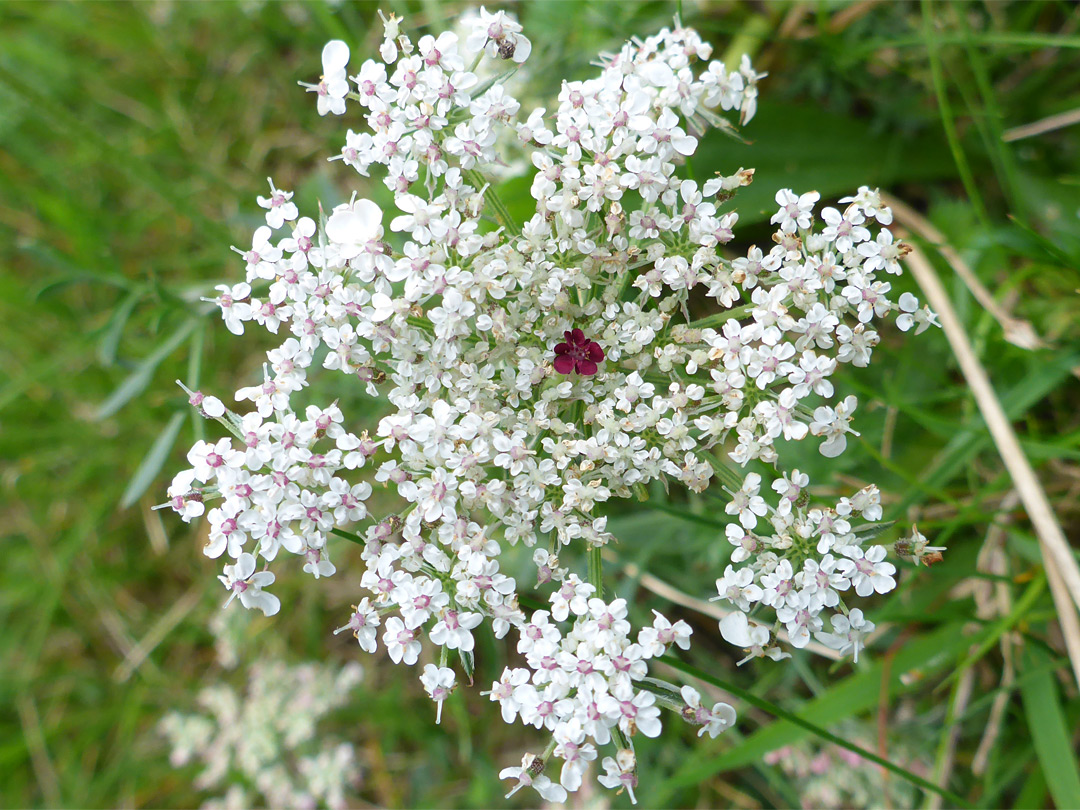 Flat-topped flower cluster