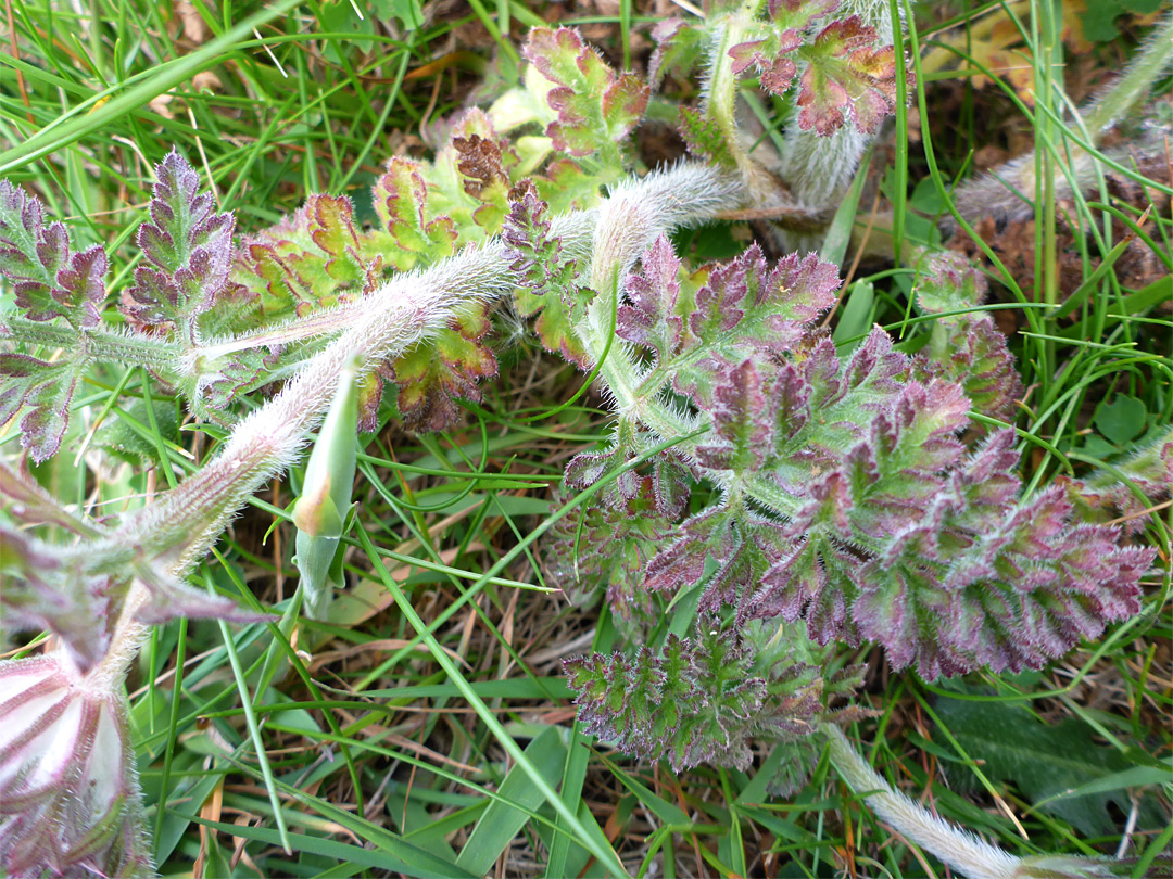 Hairy stems