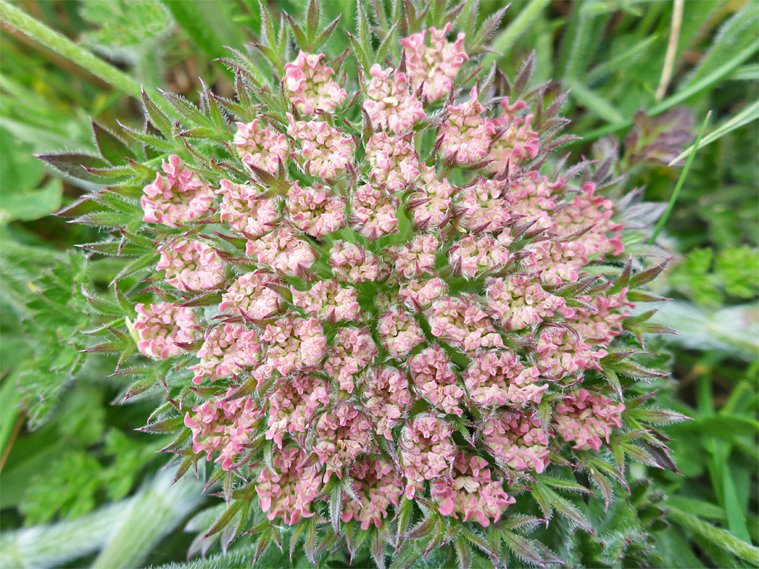 Developing inflorescence