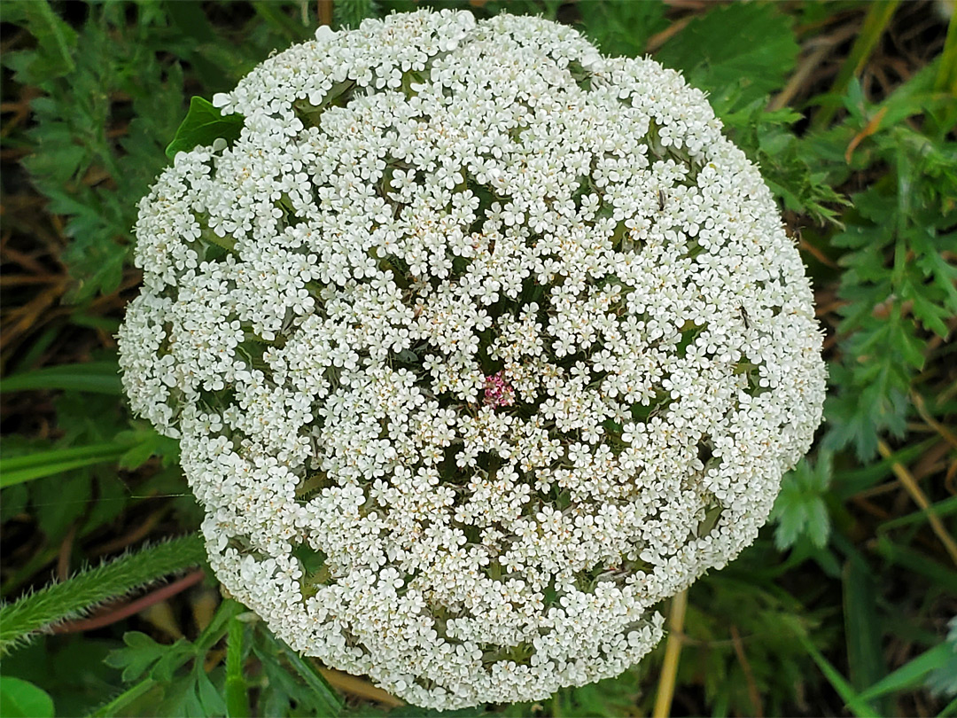 Hemispherical inflorescence