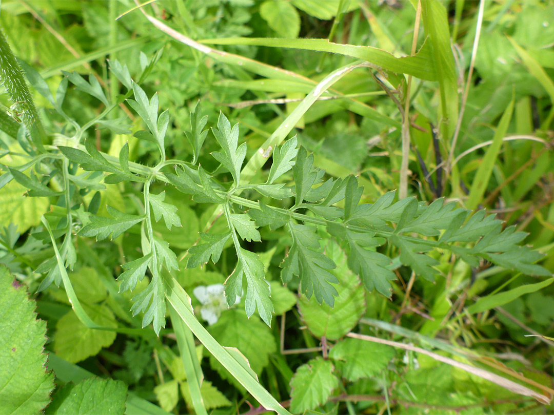 Pinnate leaf