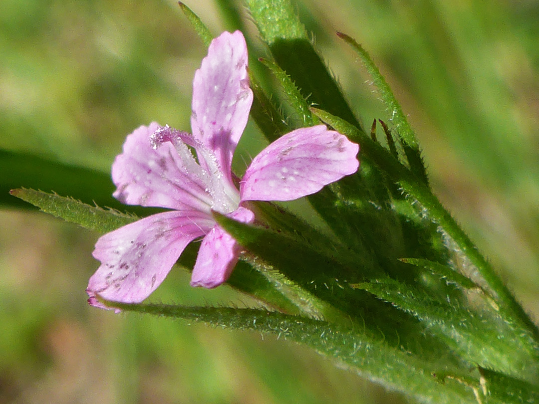 Flower and bracts