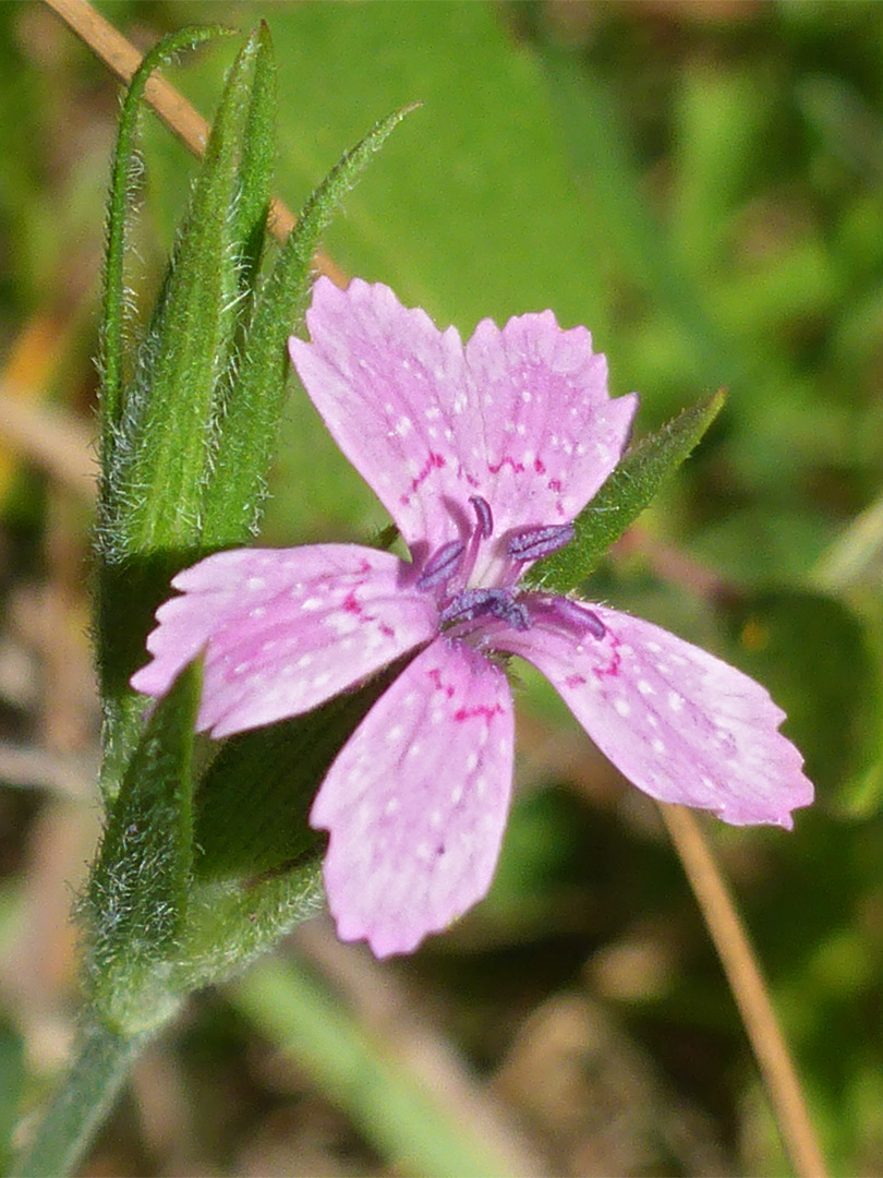 Toothed petals