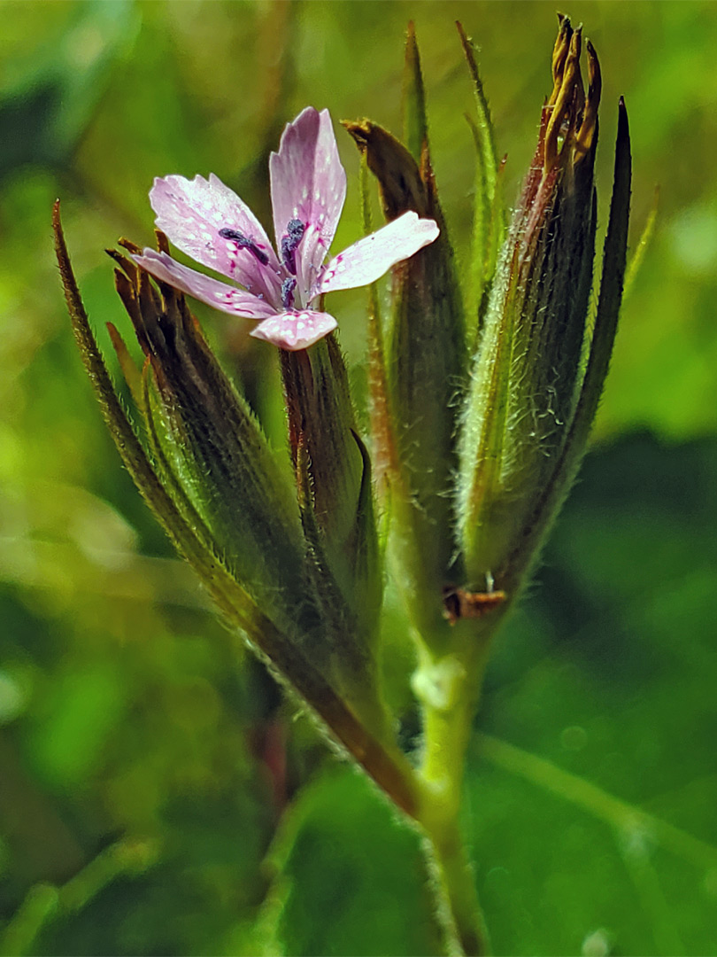 Inflorescence