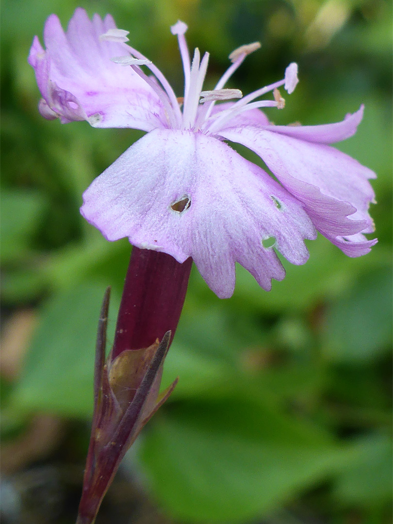 Pale pink flower