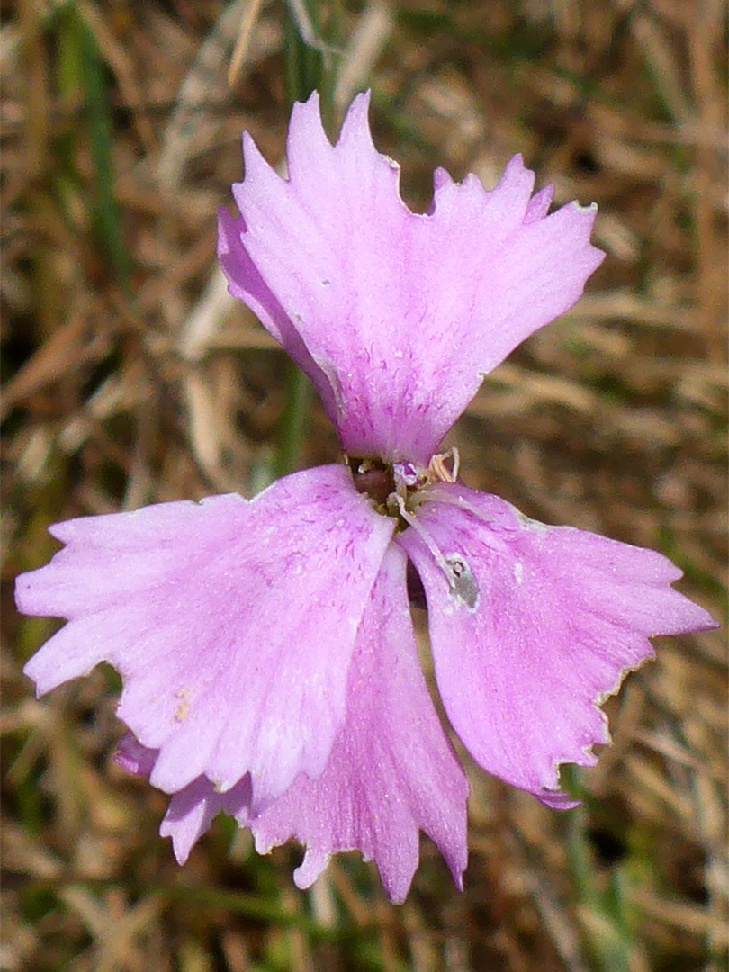 Frilly petals