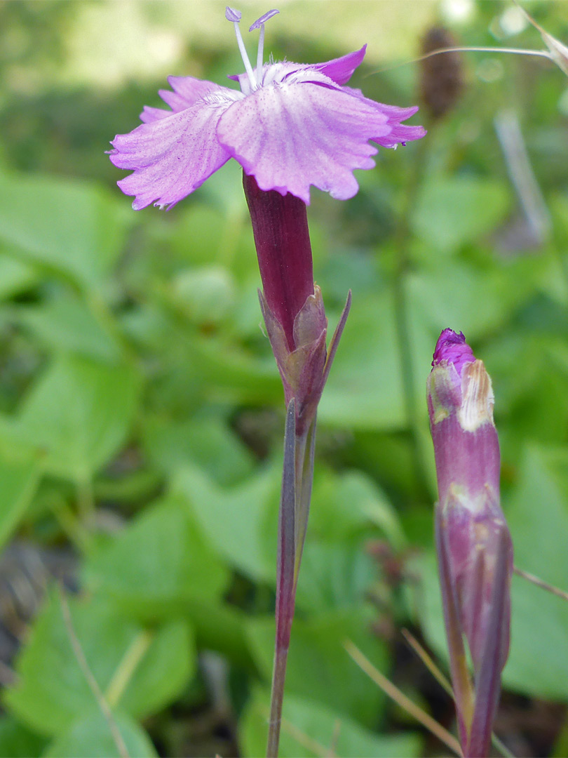 Flower and bud