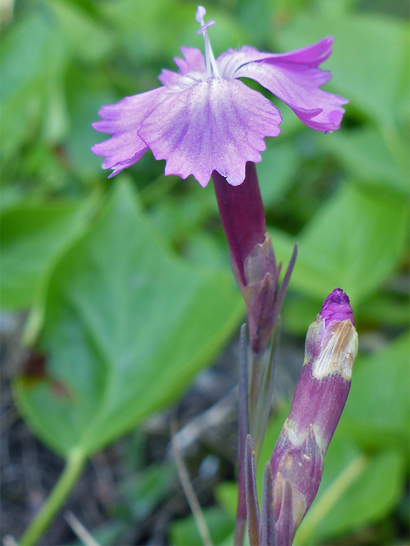 Slender flowers