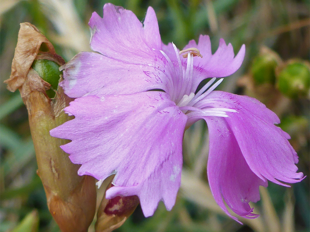 Flower and developing fruit