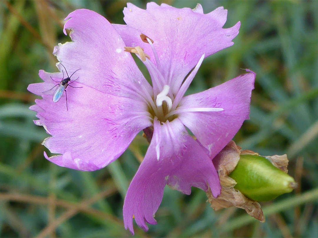 Fly on a flower