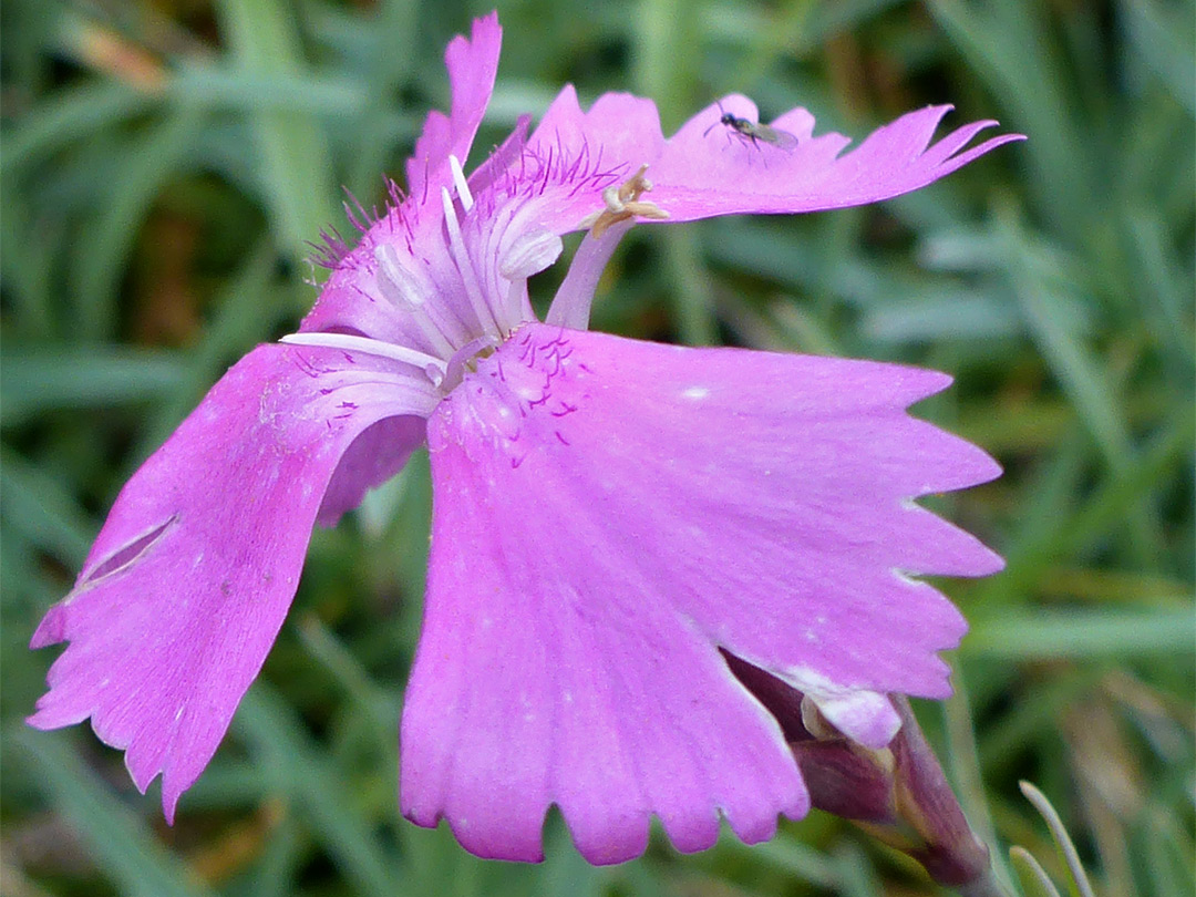 Hairy petals