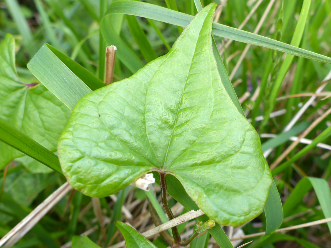 Heart-shaped leaf