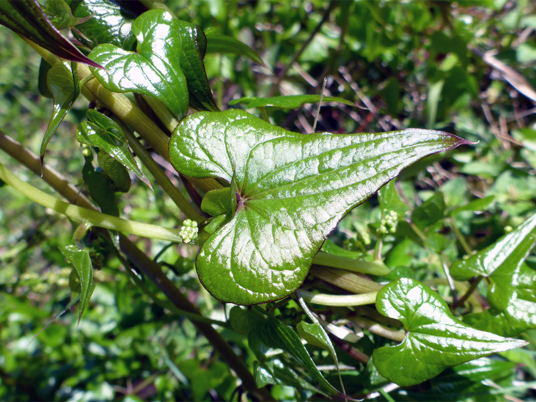 Shiny green leaves