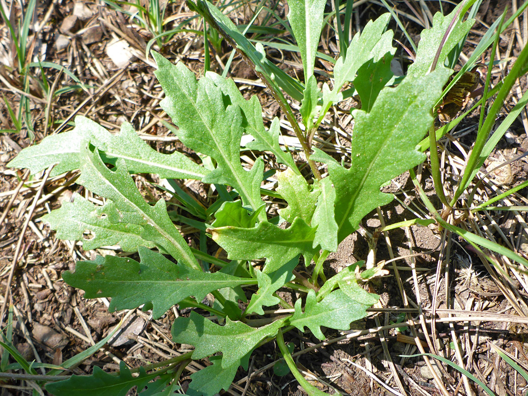 Basal leaves