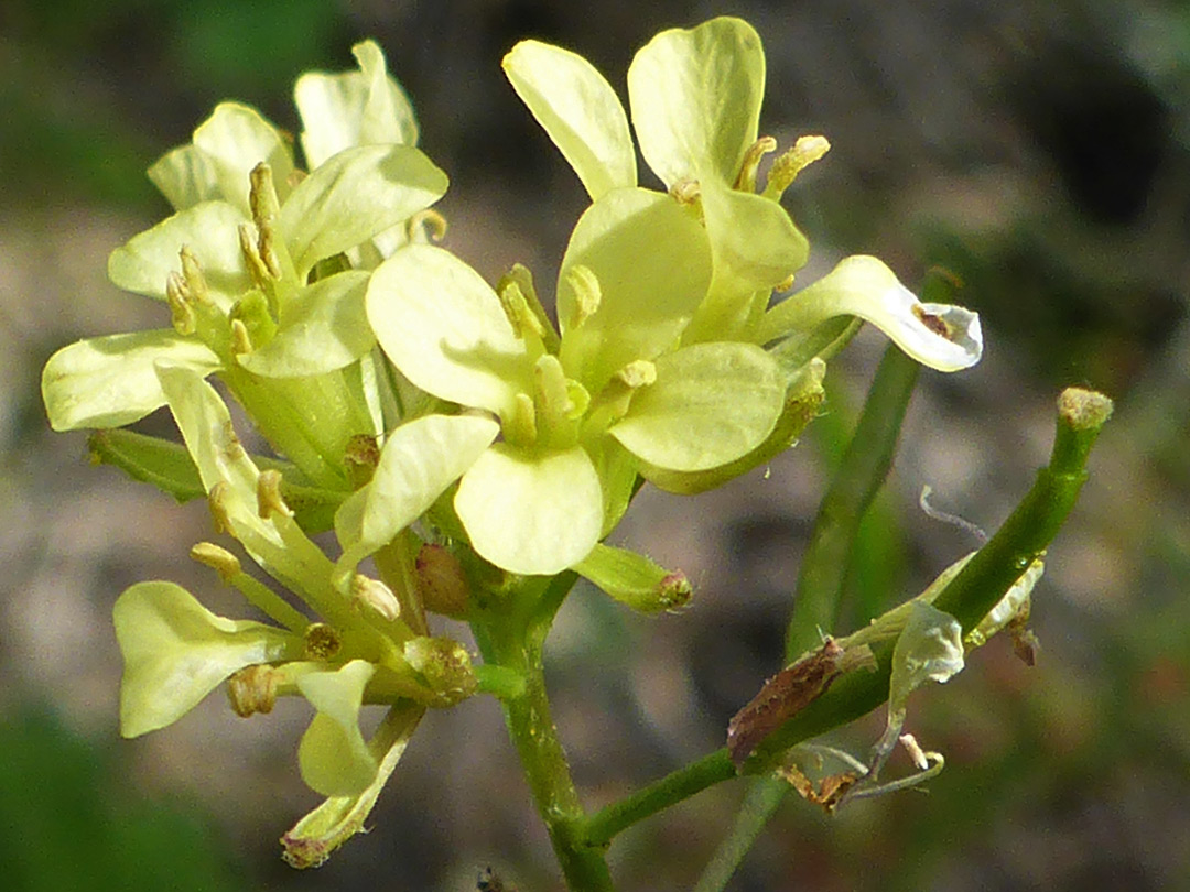 Pale yellow flowers