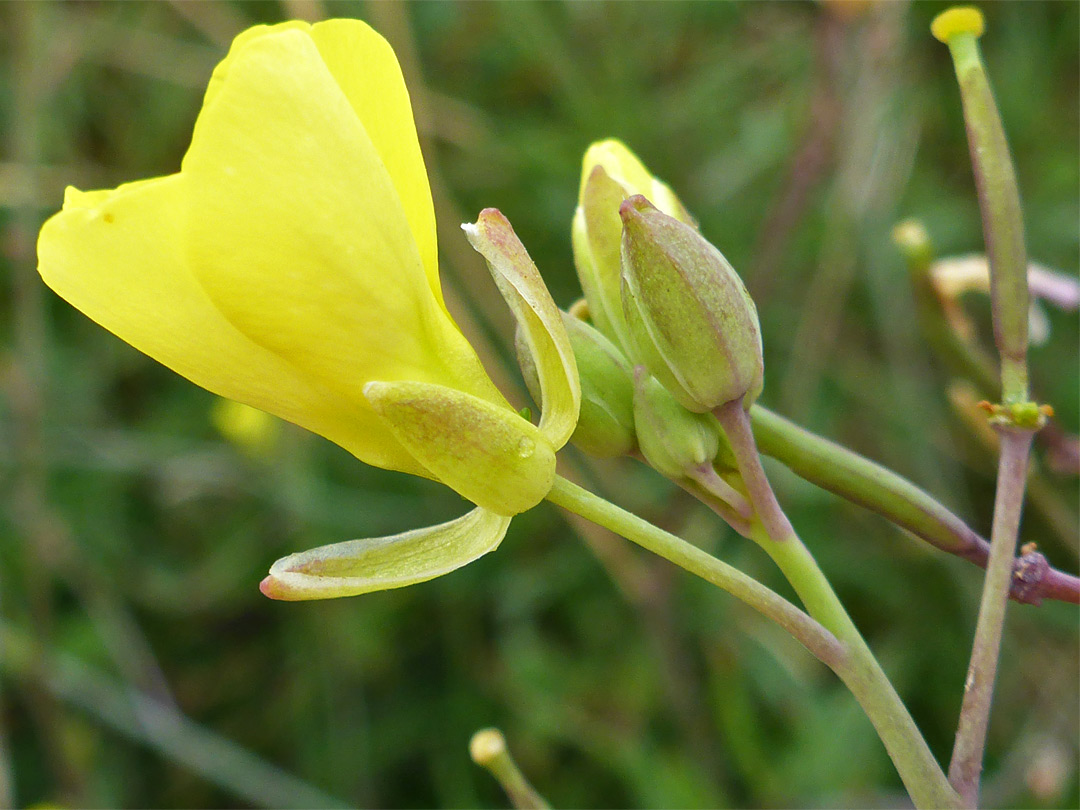 Spreading sepals