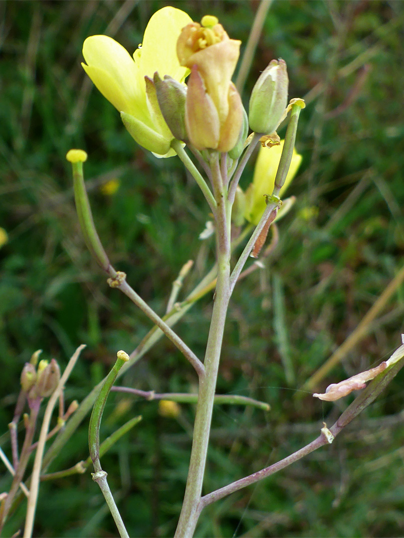 Fruit and flowers