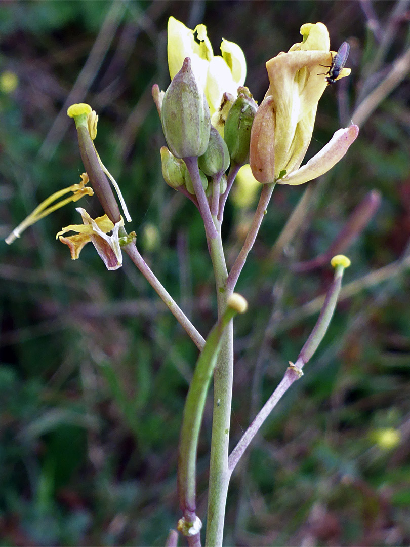 Withering flowers