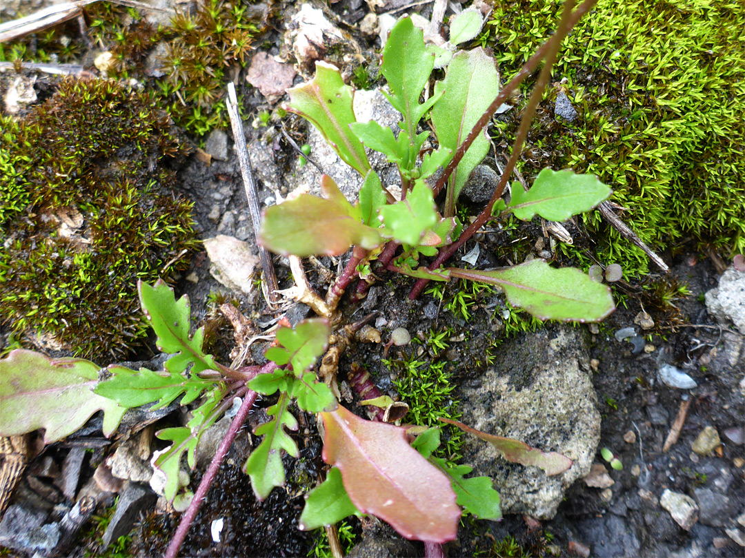 Basal leaves