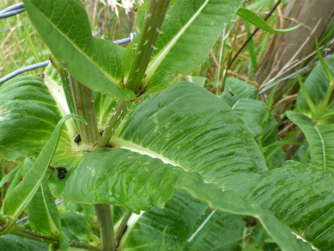 Leaves and prickly stem