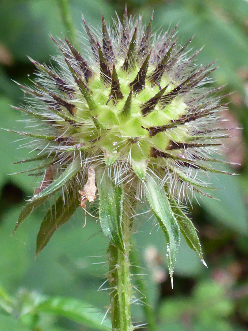 Hairy bracts