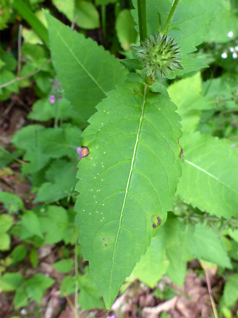 Toothed leaf