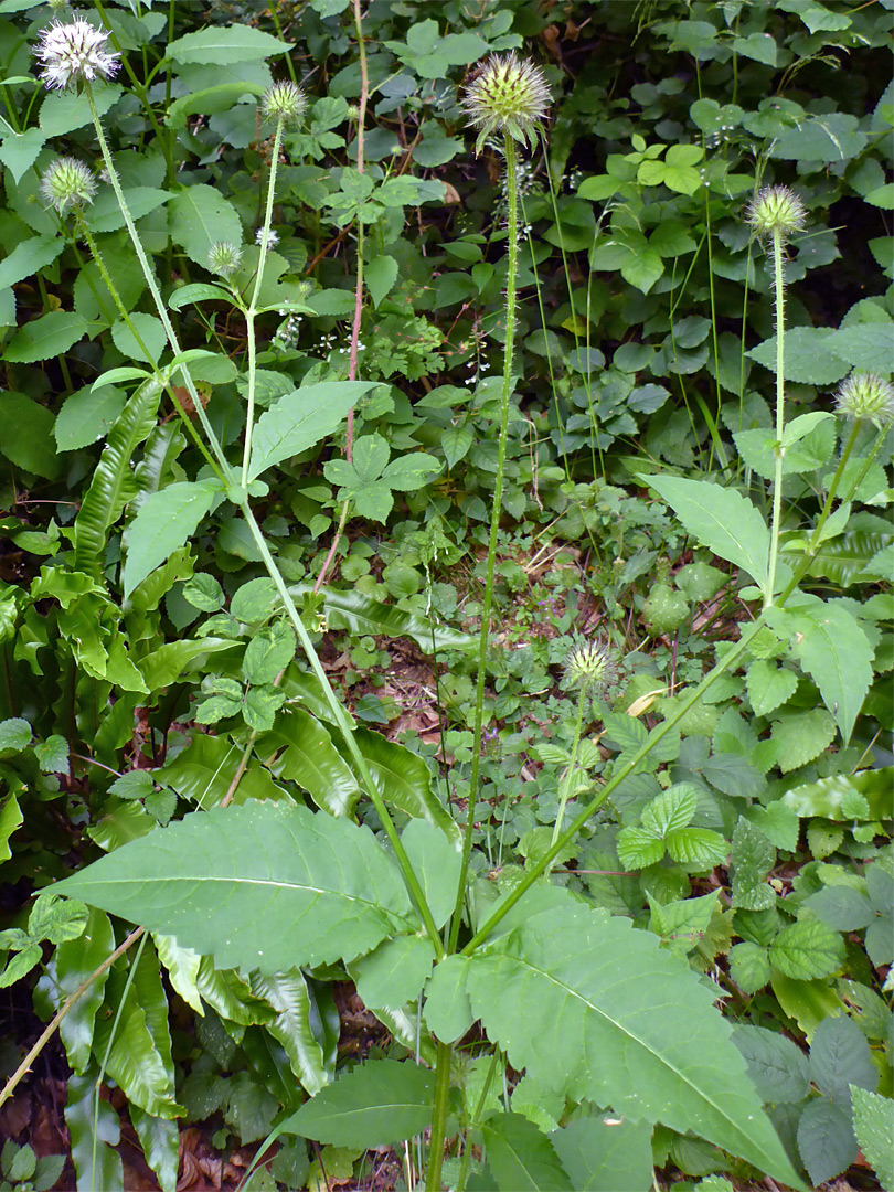 Leaves and stalks