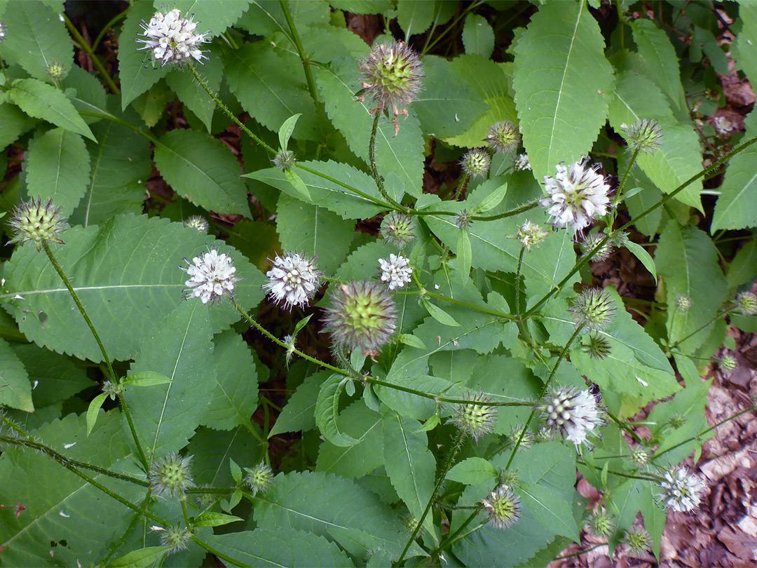 Group of flower clusters