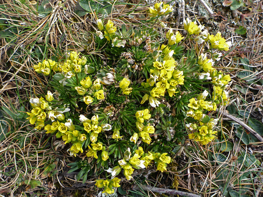 Group of plants