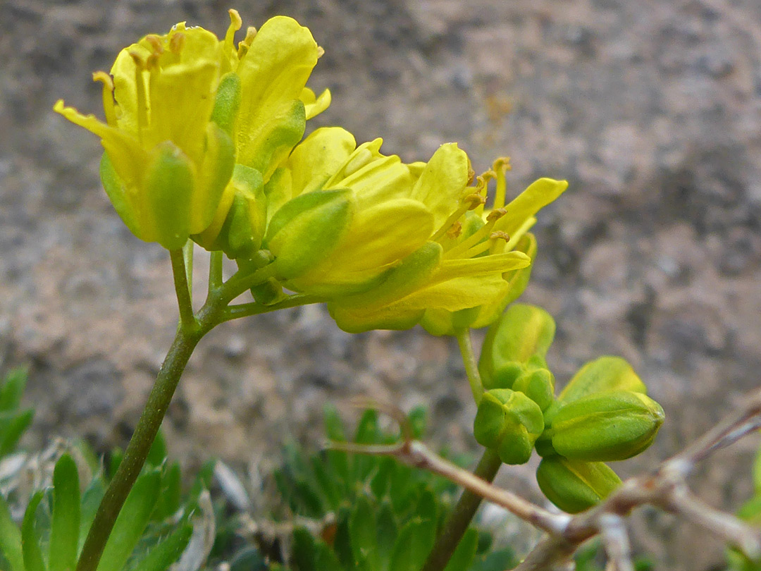 Petals and sepals