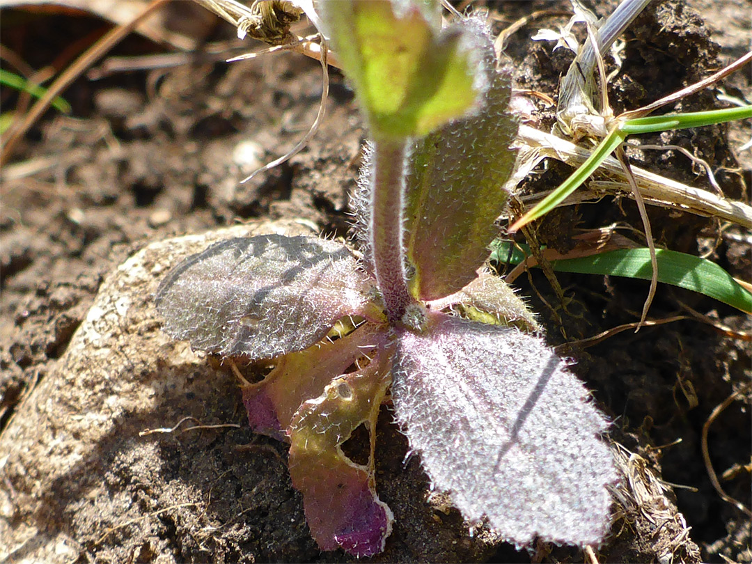 Basal leaves