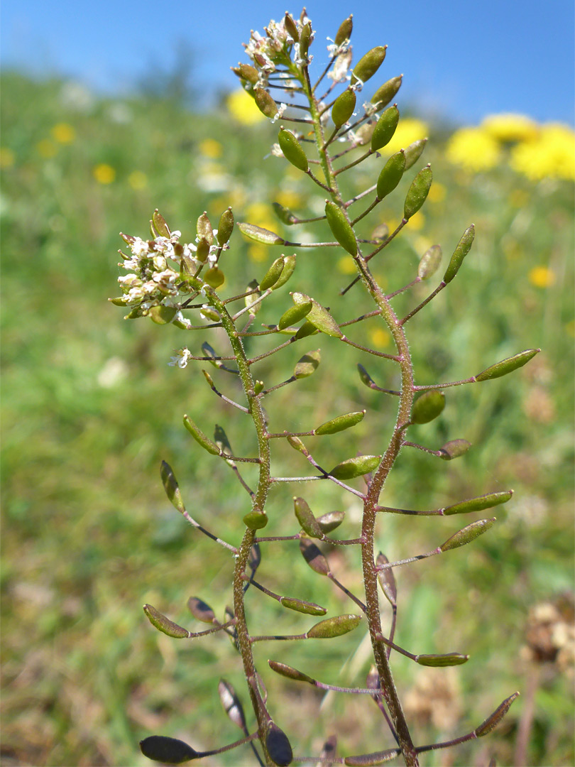 Two curvy stems