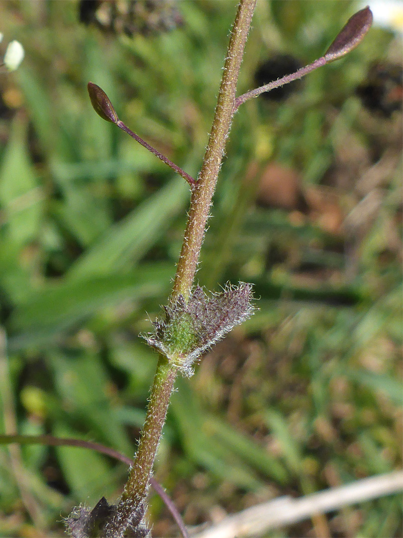 Hairy stem and leaf